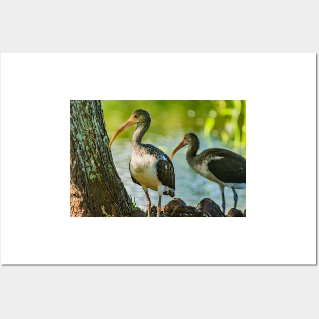 American white ibis in Gatorland Wall Art by KensLensDesigns